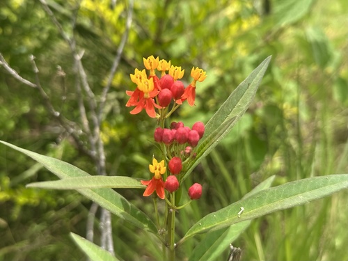 tropical milkweed