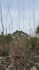 Panicum hallii