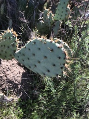 Opuntia littoralis