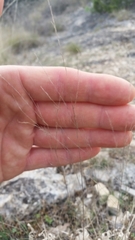 Panicum hallii