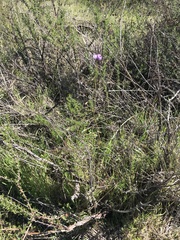 Dipterostemon capitatus capitatus