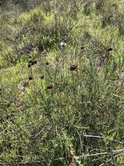 Dipterostemon capitatus capitatus