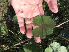 Sidalcea sparsifolia