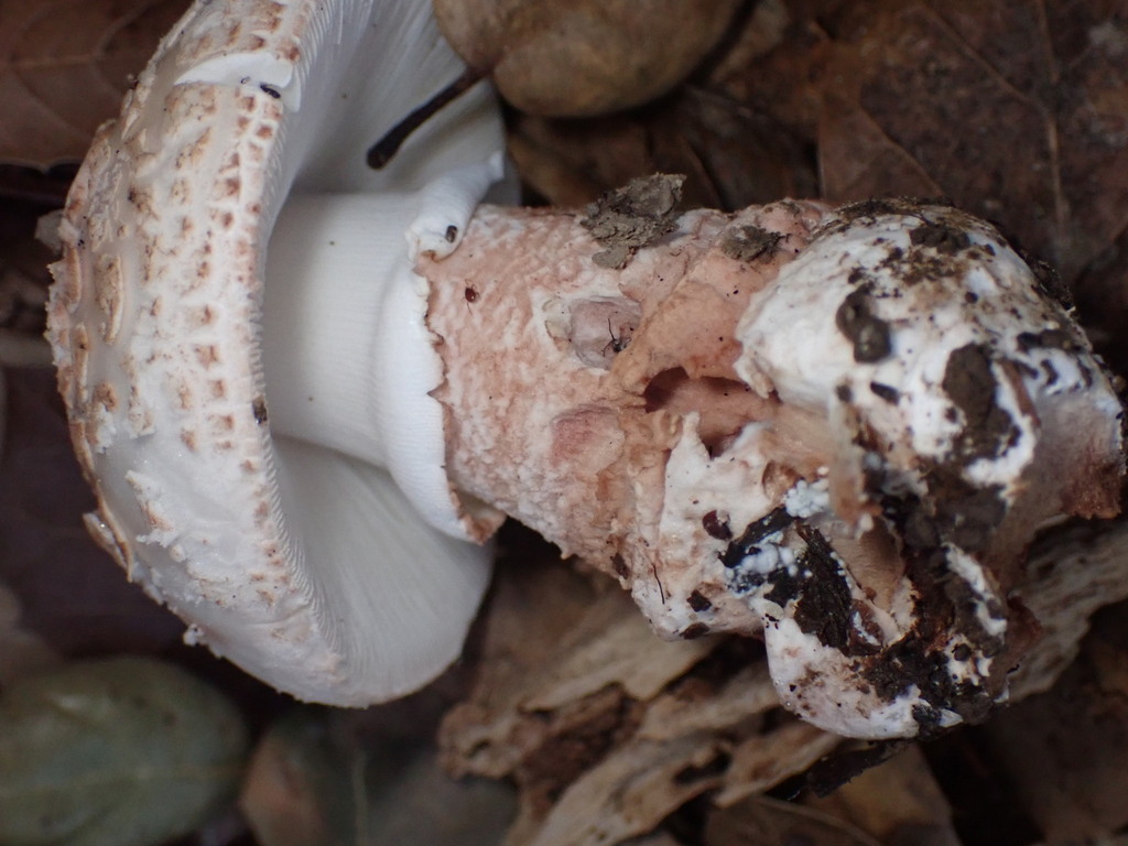 Amanita novinupta · March 2026 · photo: © chilipossum (iNaturalist, cc-by)