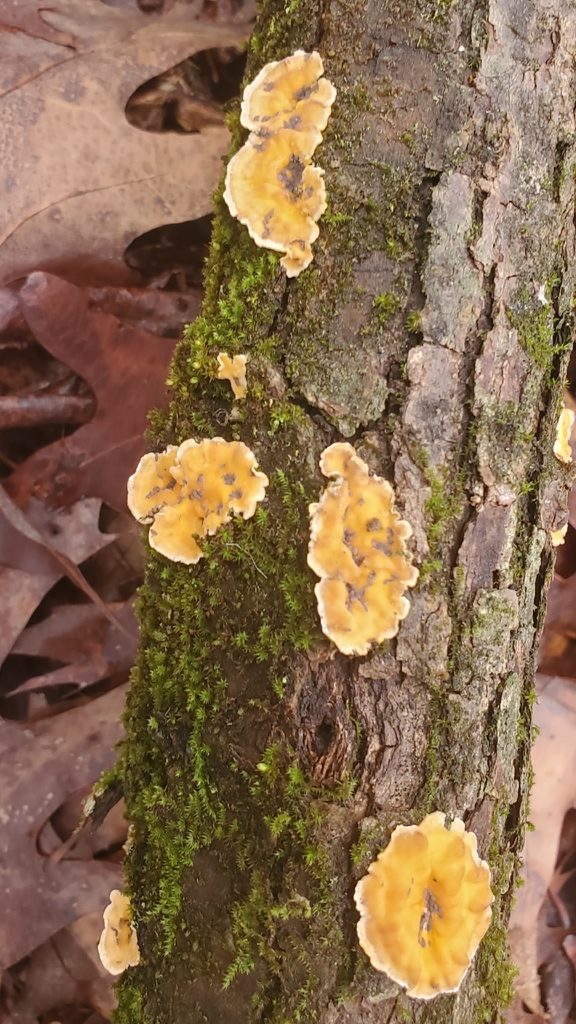 Stereum complicatum · March 2026 · photo: © hr_dragonfly (iNaturalist, cc-by-nc)