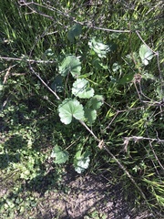 Sidalcea sparsifolia