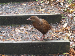 Gallirallus australis scotti