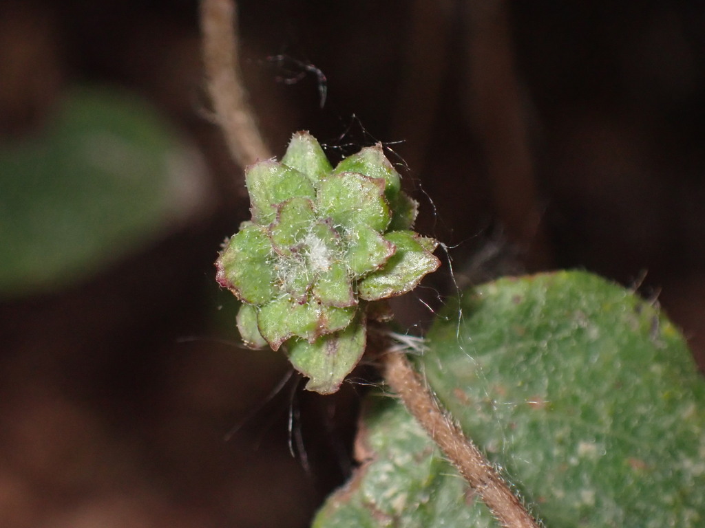 Cabbage bud gall midge