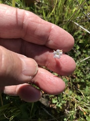 Plagiobothrys nothofulvus