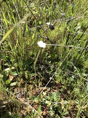 Plagiobothrys nothofulvus