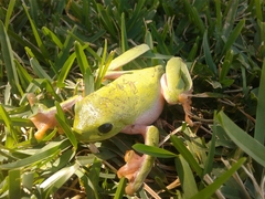 Agalychnis moreletii