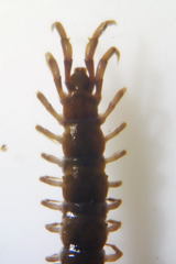 Lithobius calcaratus