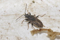 Peritrechus gracilicornis