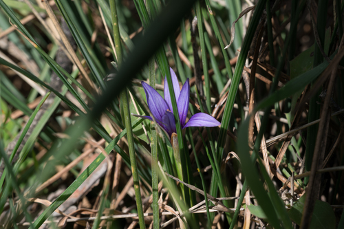 Romulea linaresii