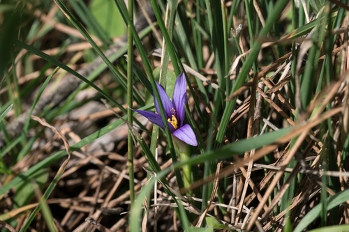 Romulea linaresii