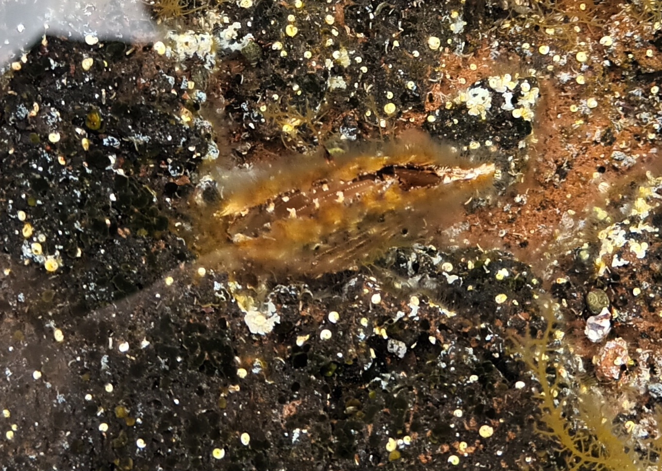 Madre perla del Atlántico