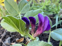 Vicia narbonensis