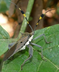 Molchina hopei