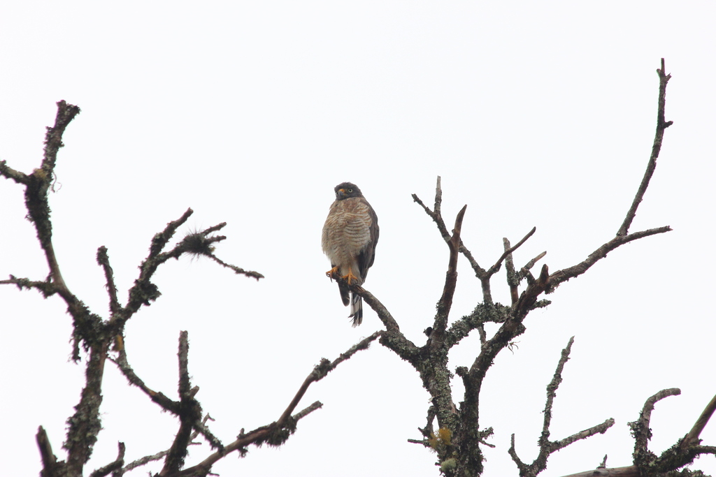 Roadside Hawk