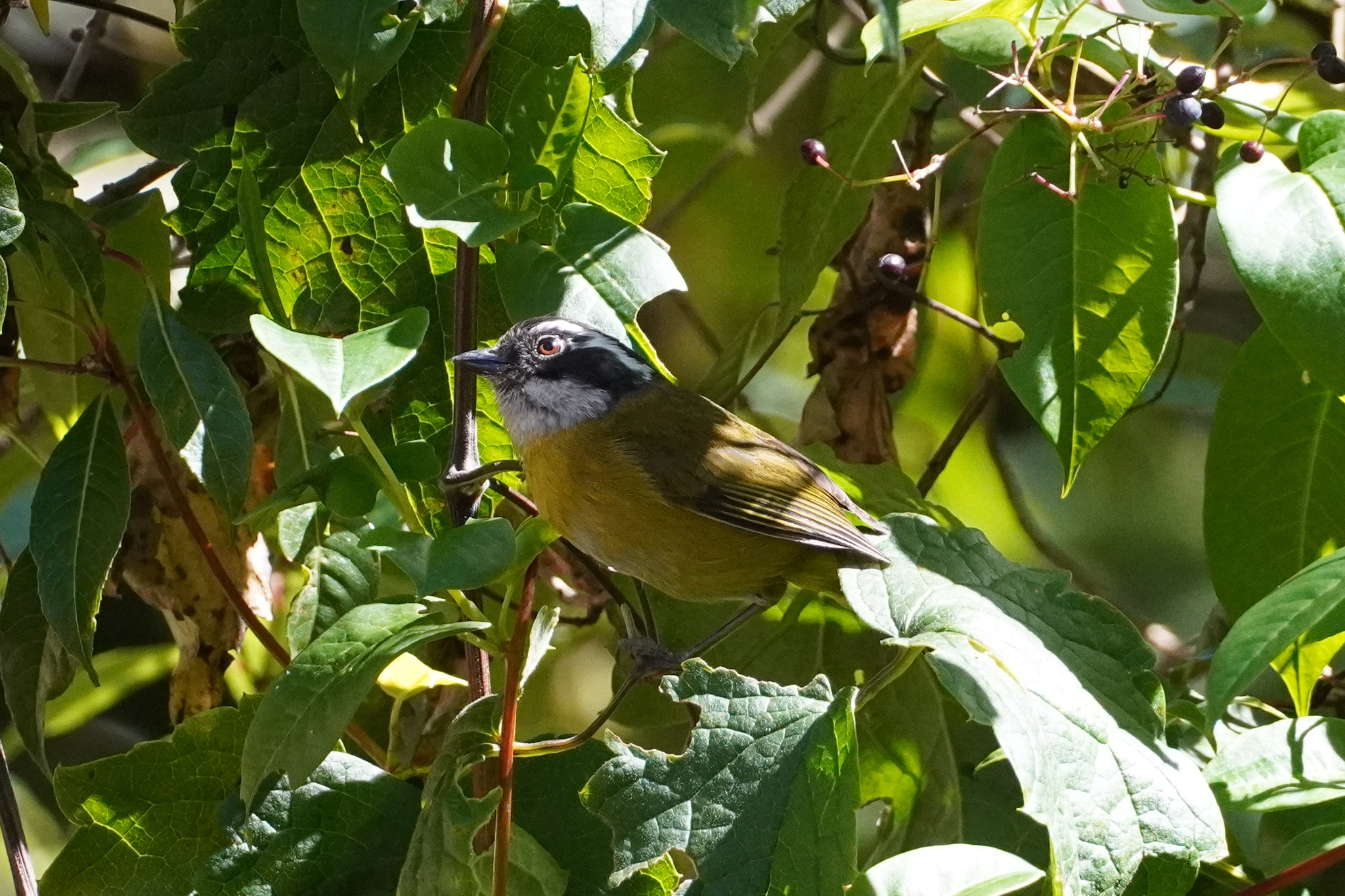 Sooty-capped Chlorospingus (Chlorospingus pileatus), photo 7