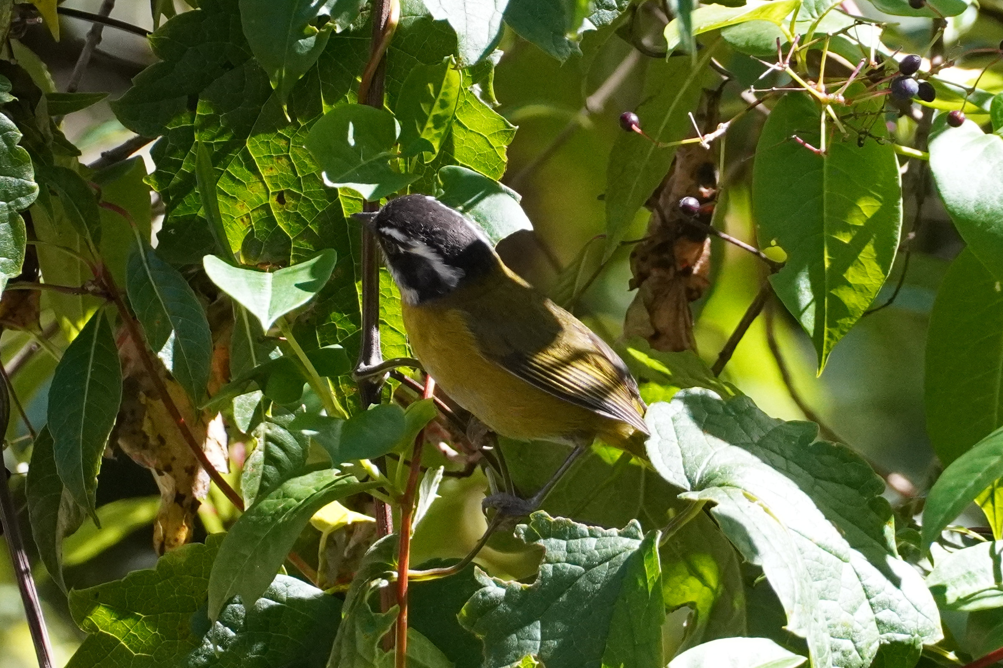 Sooty-capped Chlorospingus (Chlorospingus pileatus), photo 8