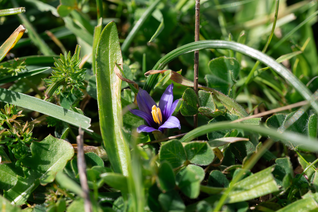 Romulea linaresii, Περιφέρεια Νοτίου Αιγαίου, Ελλάδα