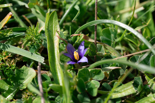 Romulea linaresii