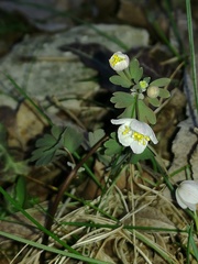 Isopyrum thalictroides