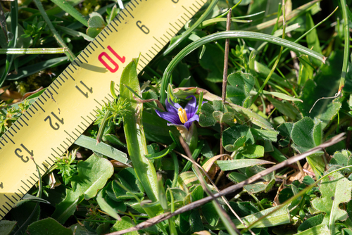 Romulea linaresii