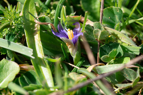 Romulea linaresii