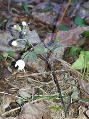 Isopyrum thalictroides