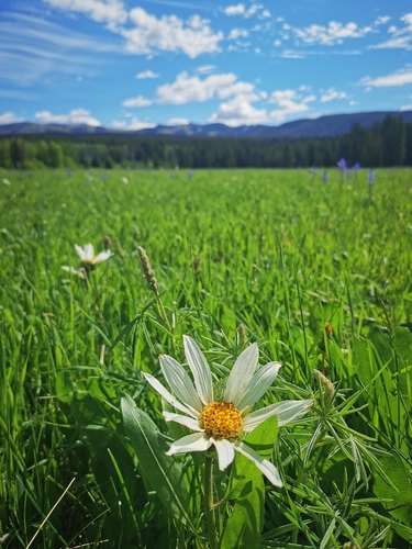 Sunflower Mule-ears (Wyethia helianthoides)