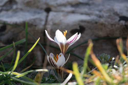 Rhodian Crocus (Crocus rhodensis)