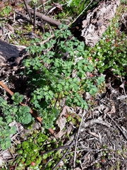 Thalictrum fendleri polycarpum