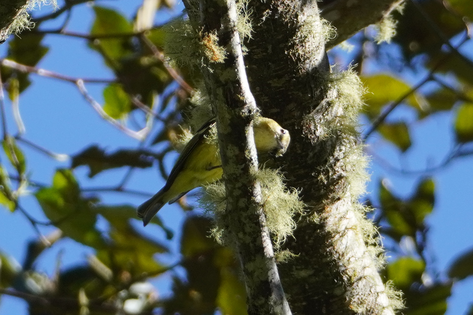 Yellow-winged Vireo (Vireo carmioli), photo 4