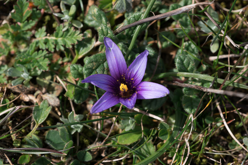 Greek Sand Crocus (Romulea linaresii)