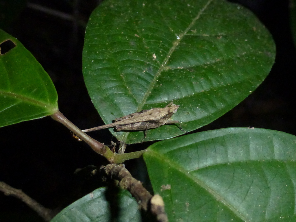 Miriatroides