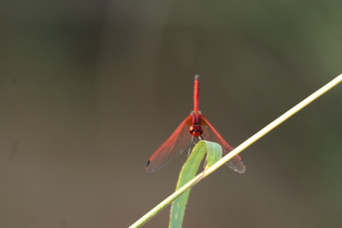 Red-veined Dropwing