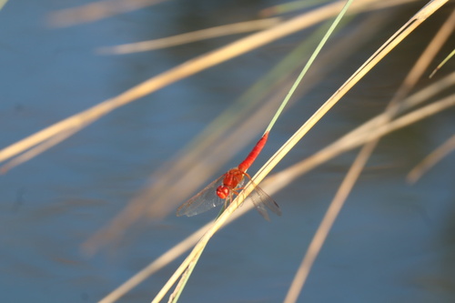 Broad Scarlet