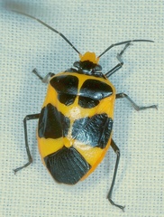 Arocera apta