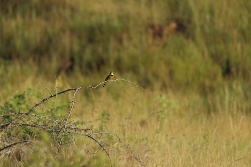 Little Bee-eater