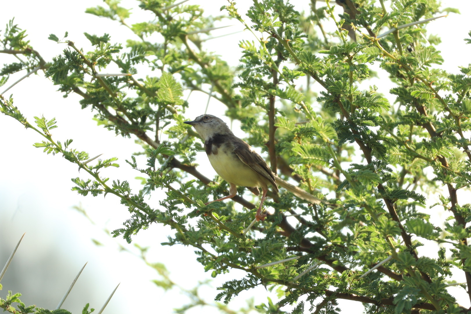 Black-chested Prinia (Prinia flavicans), photo 4