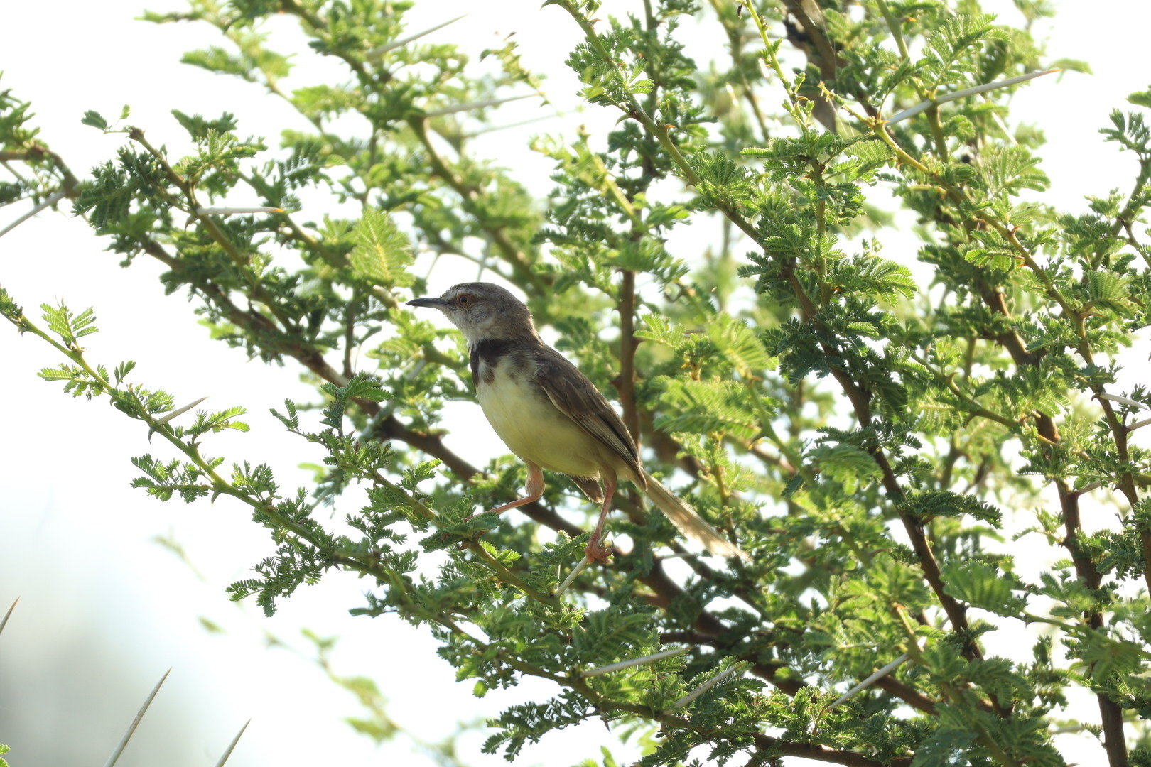 Black-chested Prinia (Prinia flavicans), photo 5
