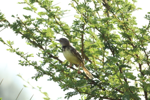 Black-chested Prinia (Prinia flavicans), photo 9