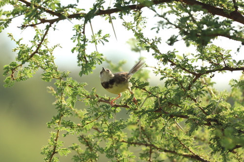 Black-chested Prinia (Prinia flavicans), photo 10