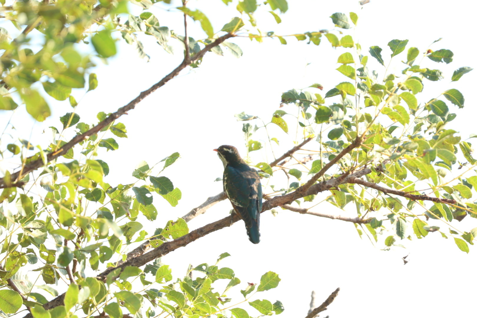 Diederik Cuckoo (Chrysococcyx caprius), photo 5