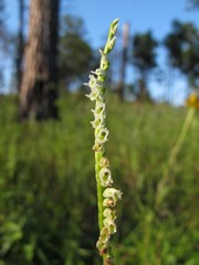 Spiranthes eatonii