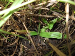 Spiranthes eatonii
