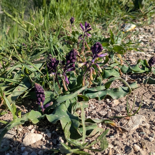Three-leaved Hyacinth (Bellevalia trifoliata)