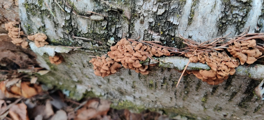 Plicatura crispa · March 2026 · photo: © jokerrr83 (iNaturalist, cc-by)